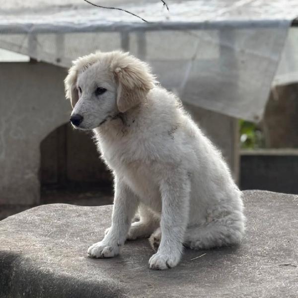 MIRTA dolce cucciola 4 mesi cerca casa - futura taglia media - in adozione  Foto 2